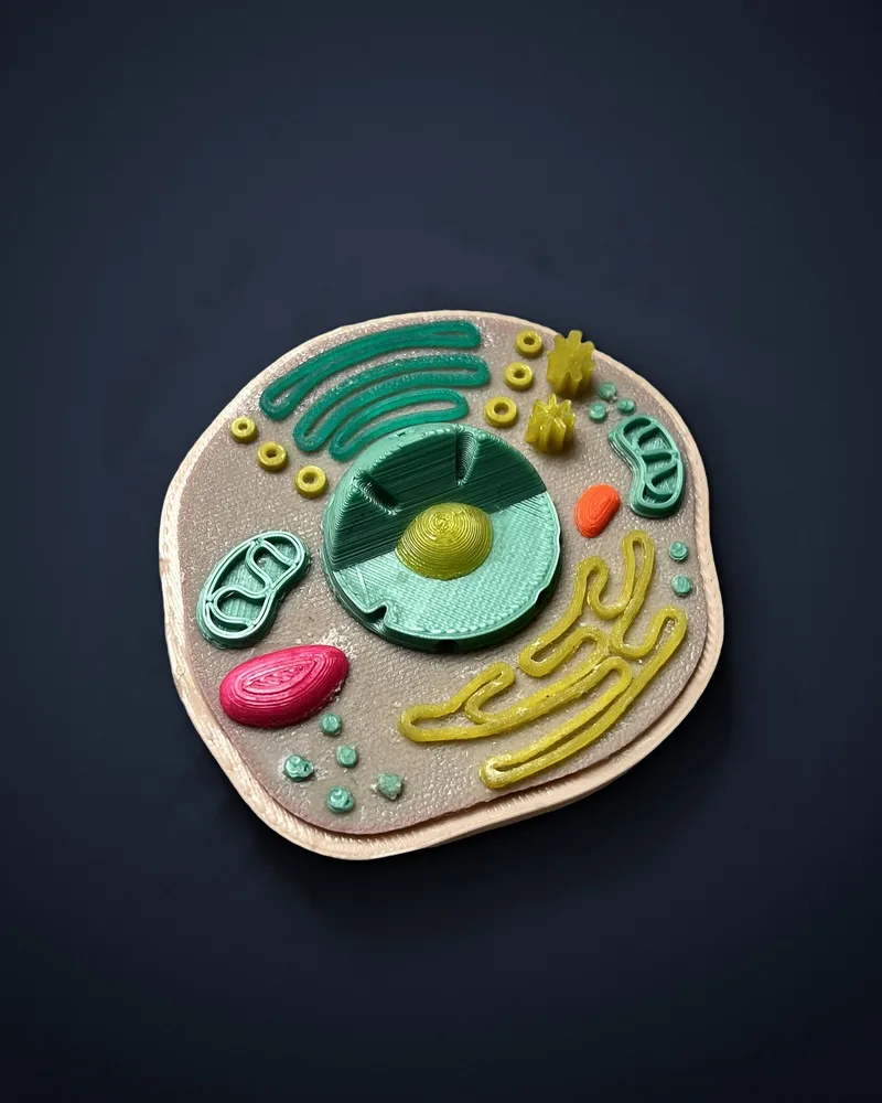 Maqueta de célula animal
